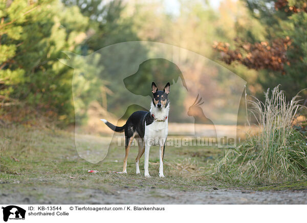 Kurzhaarcollie / shorthaired Collie / KB-13544