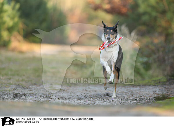 shorthaired Collie / KB-13545
