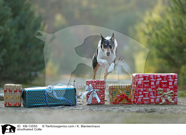 Kurzhaarcollie / shorthaired Collie / KB-13550