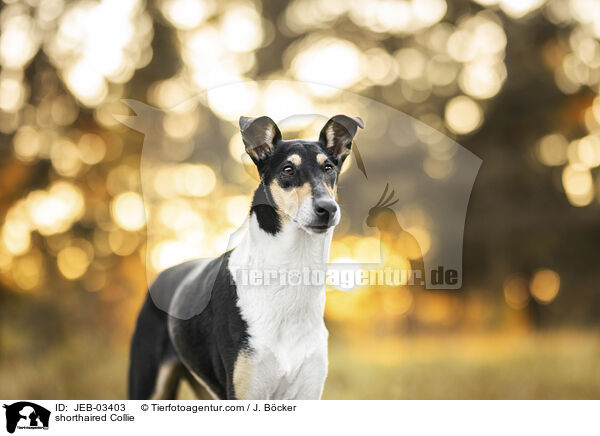 Kurzhaarcollie / shorthaired Collie / JEB-03403