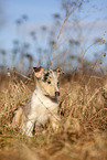 Collie Puppy
