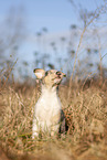 red-merle Collie Puppy