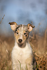 red-merle Collie Puppy