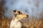 red-merle Collie Puppy