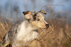 red-merle Collie Puppy