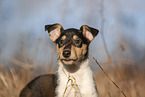 Collie puppy