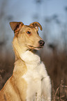 shorthaired Collie