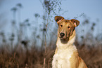 shorthaired Collie