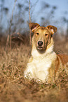 shorthaired Collie