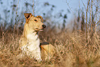 shorthaired Collie