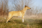 shorthaired Collie