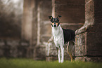 shorthaired Collie