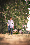 2 shorthaired Collies