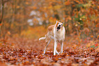 shorthaired Collie