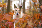 shorthaired Collie
