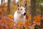 shorthaired Collie