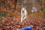 shorthaired Collie