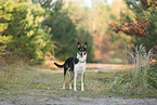 shorthaired Collie