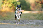 shorthaired Collie
