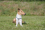 shorthaired Collie
