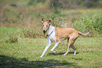shorthaired Collie