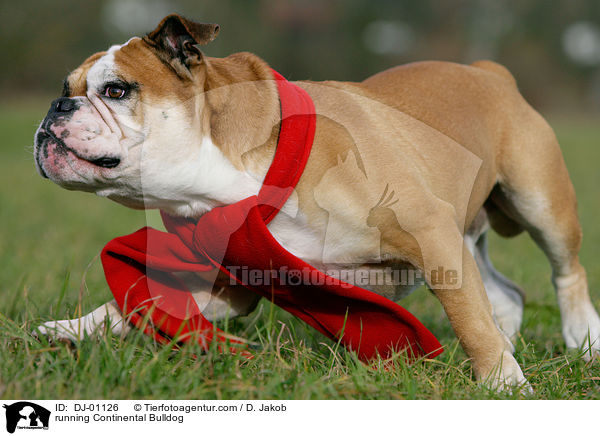 running Continental Bulldog / DJ-01126