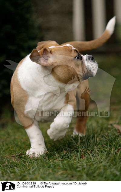 Continental Bulldog Puppy / DJ-01230