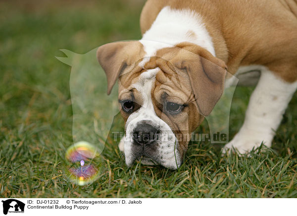 Continental Bulldog Puppy / DJ-01232
