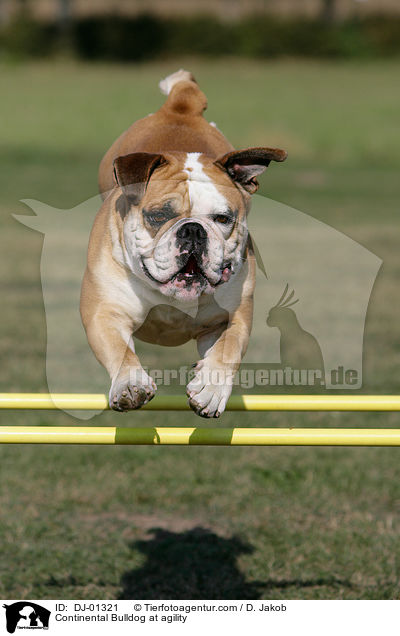 Continental Bulldog at agility / DJ-01321