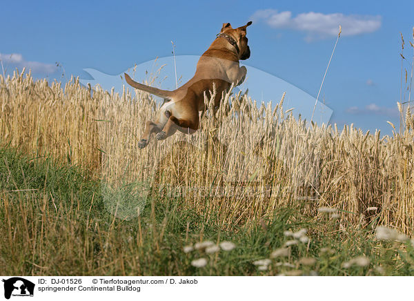 springender Continental Bulldog / DJ-01526