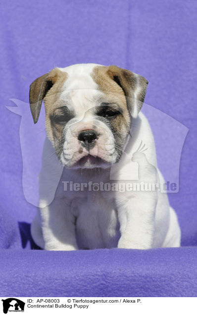 Continental Bulldog Welpe / Continental Bulldog Puppy / AP-08003