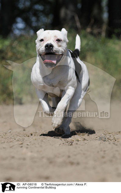 running Continental Bulldog / AP-08016