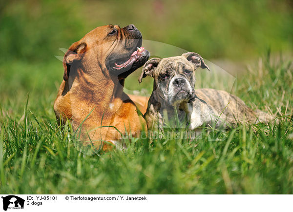 2 Hunde / 2 dogs / YJ-05101
