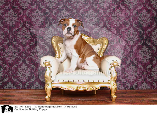 Continental Bulldog Welpe / Continental Bulldog Puppy / JH-18256