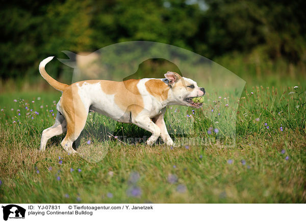 spielender Continental Bulldog / playing Continental Bulldog / YJ-07831