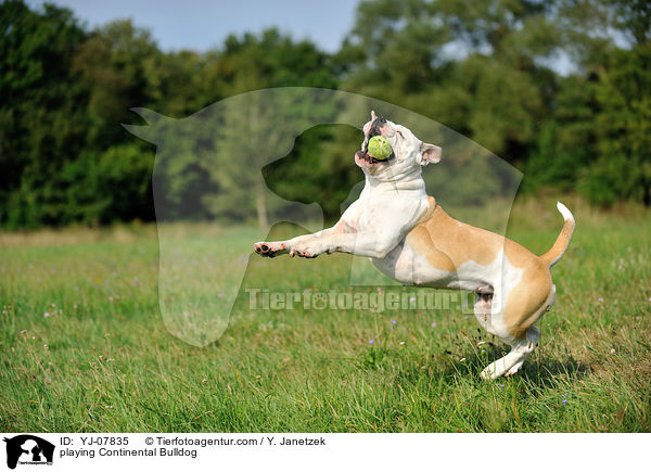 spielender Continental Bulldog / playing Continental Bulldog / YJ-07835