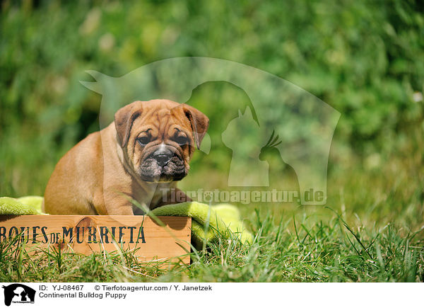 Continental Bulldog Welpe / Continental Bulldog Puppy / YJ-08467