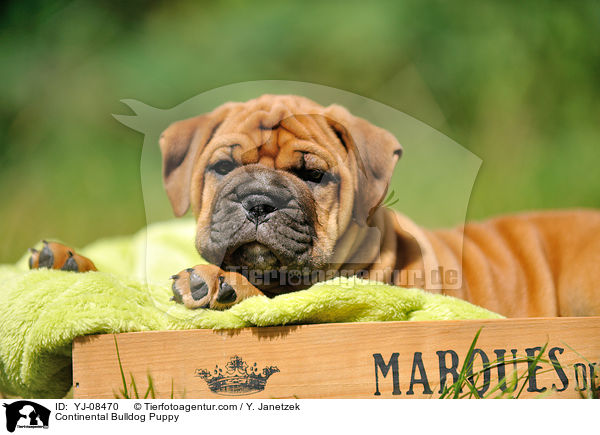 Continental Bulldog Welpe / Continental Bulldog Puppy / YJ-08470