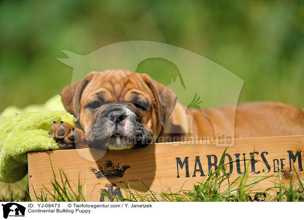 Continental Bulldog Welpe / Continental Bulldog Puppy / YJ-08473