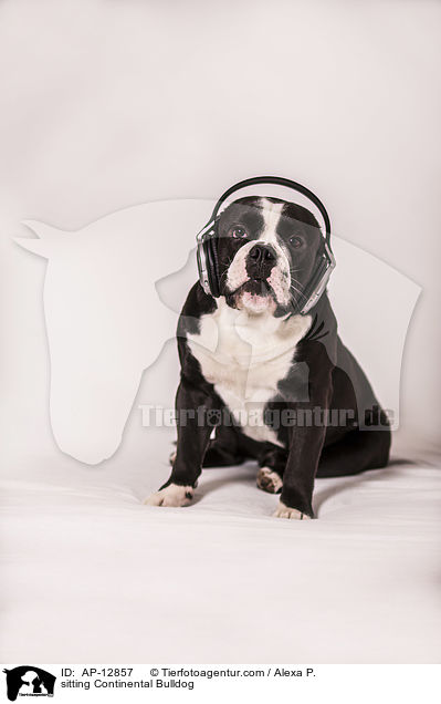 sitzender Continental Bulldog / sitting Continental Bulldog / AP-12857
