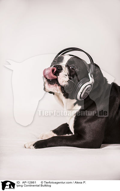 liegender Continental Bulldog / lying Continental Bulldog / AP-12861