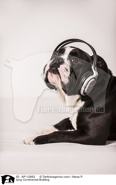 liegender Continental Bulldog / lying Continental Bulldog / AP-12862