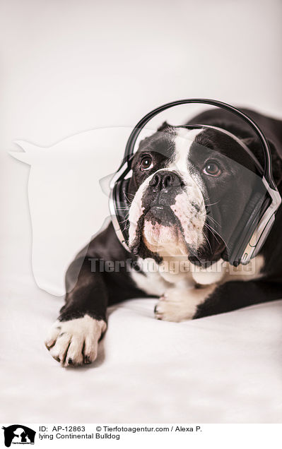 liegender Continental Bulldog / lying Continental Bulldog / AP-12863