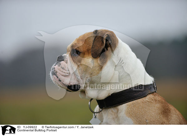 Continental Bulldog Portrait / Continental Bulldog Portrait / YJ-09922
