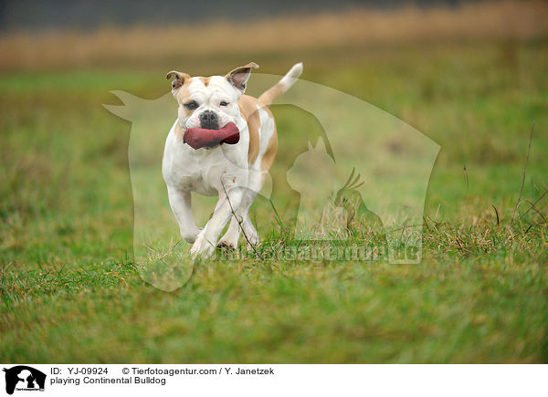 spielender Continental Bulldog / playing Continental Bulldog / YJ-09924