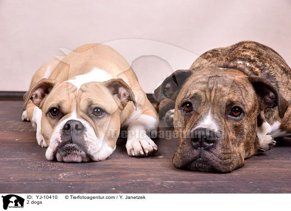 2 Hunde / 2 dogs / YJ-10410