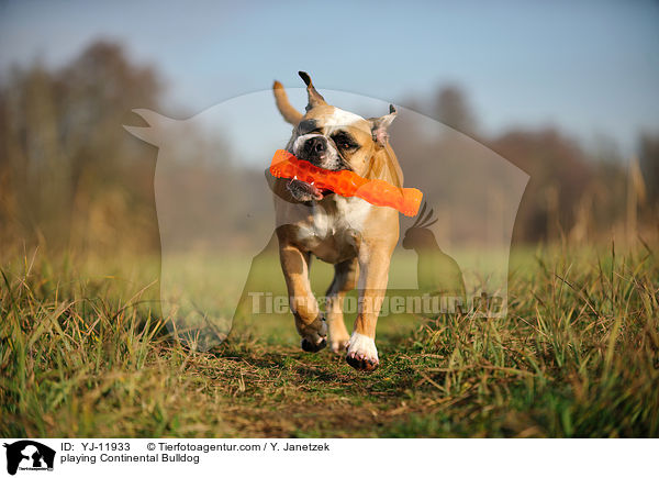 spielender Continental Bulldog / playing Continental Bulldog / YJ-11933