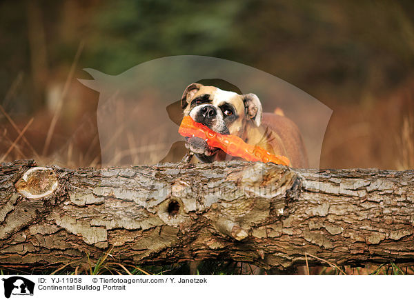 Continental Bulldog Portrait / Continental Bulldog Portrait / YJ-11958