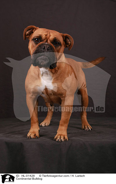 Continental Bulldog / Continental Bulldog / HL-01428