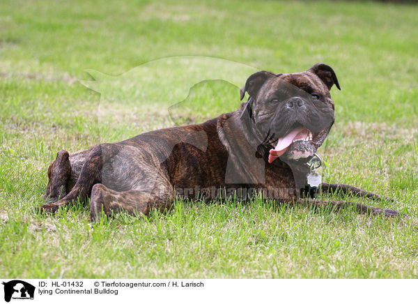 liegender Continental Bulldog / lying Continental Bulldog / HL-01432